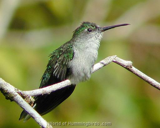 Hummingbird Garden Catalog: Gray-Breasted Sabrewing